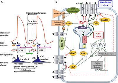 The Cardiac Pacemaker Story—Fundamental Role of the Na+/Ca2+ Exchanger in Spontaneous Automaticity